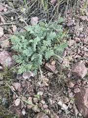 Lomatium foeniculaceum
