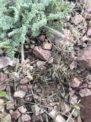 Lomatium foeniculaceum