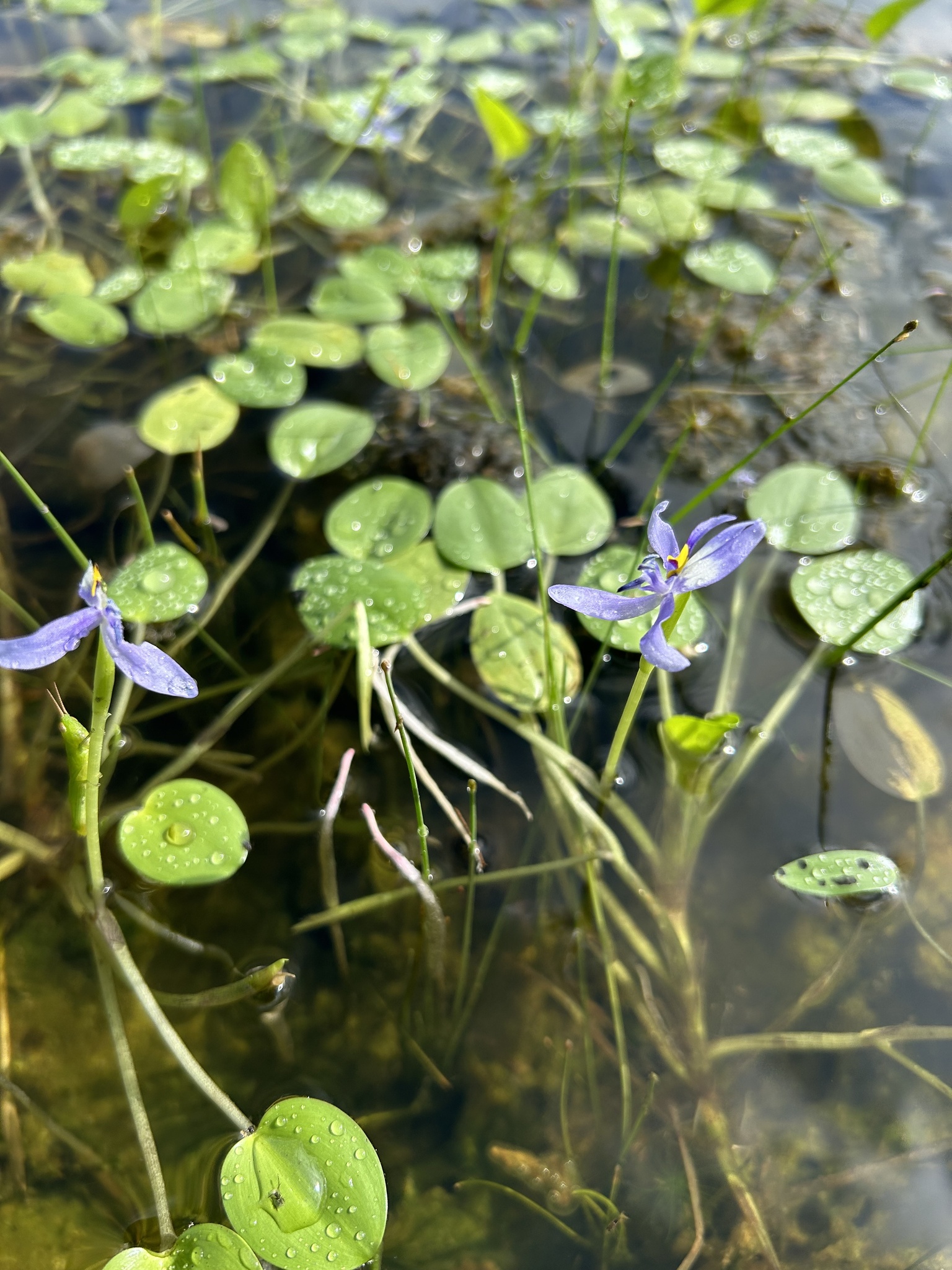 Heteranthera rotundifolia