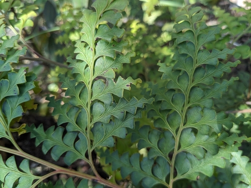 Odontosoria retusa observed 2024-05-14