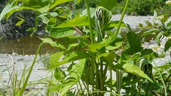Arisaema triphyllum