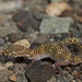 Gecko de Bandas del Desierto - Photo (c) John Sullivan, algunos derechos reservados (CC BY-NC), uploaded by John Sullivan