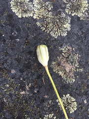 Lilieae