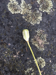 Lilieae