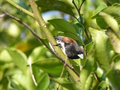 Spermestes bicolor nigriceps