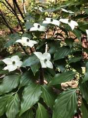 Cornus