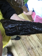 Glossosoma