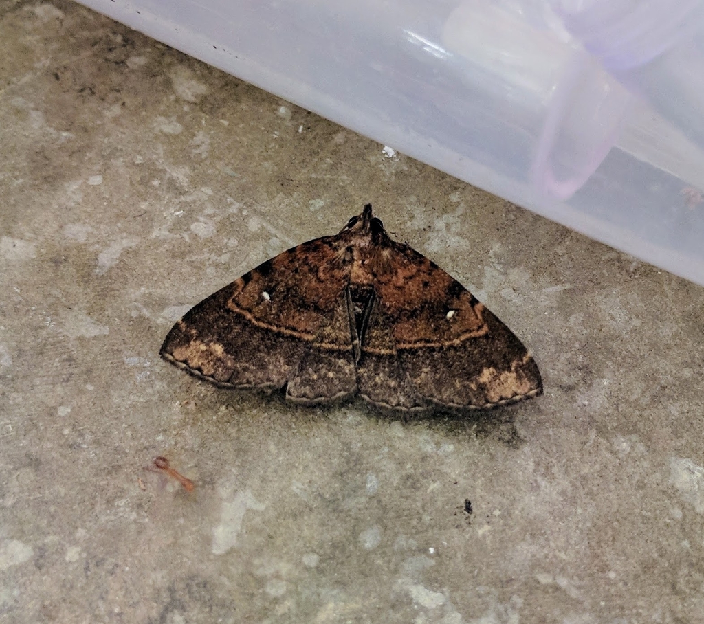 Bertula pallidipulla