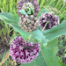 Common Milkweed - Photo (c) Corey Lange, some rights reserved (CC BY-NC), uploaded by Corey Lange