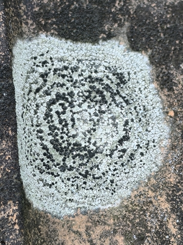 Rhizocarpon petraeum, 2024-07-10
