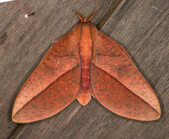 Adeloneivaia catoxantha