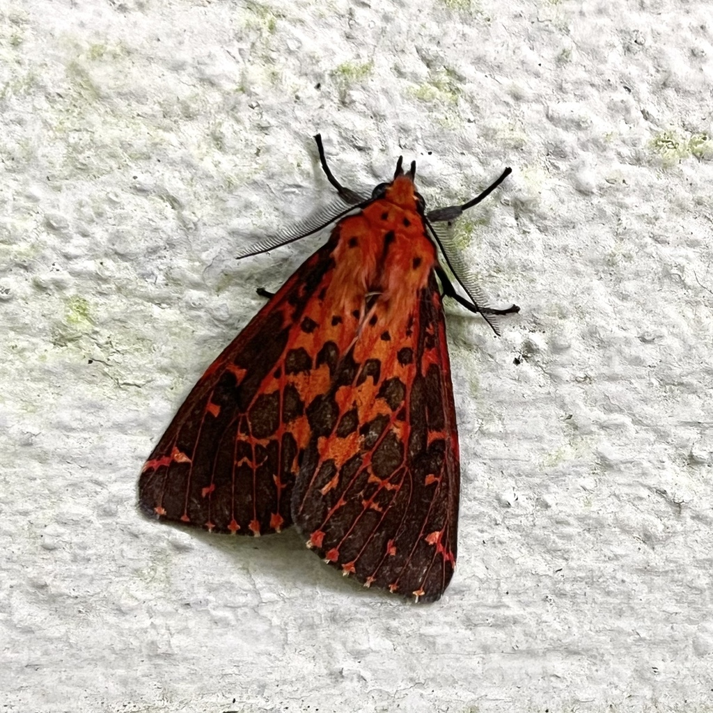 Eospilarctia ignivagans