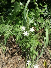 Ornithogalum pyramidale