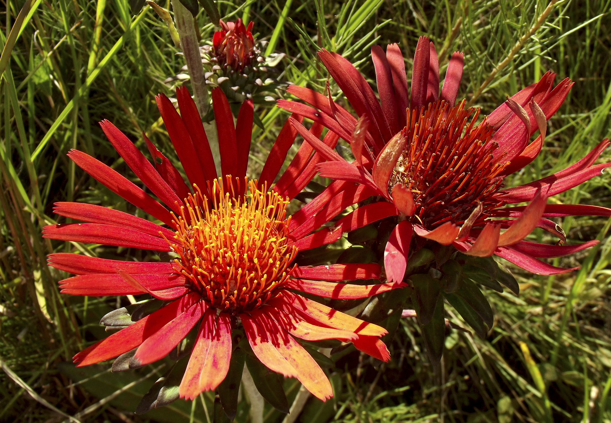 Trichocline macrocephala