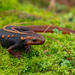 Salamanders - Photo (c) ayuwat, some rights reserved (CC BY-NC)