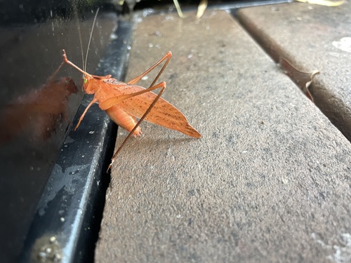 Oblong-winged Katydids photo 3