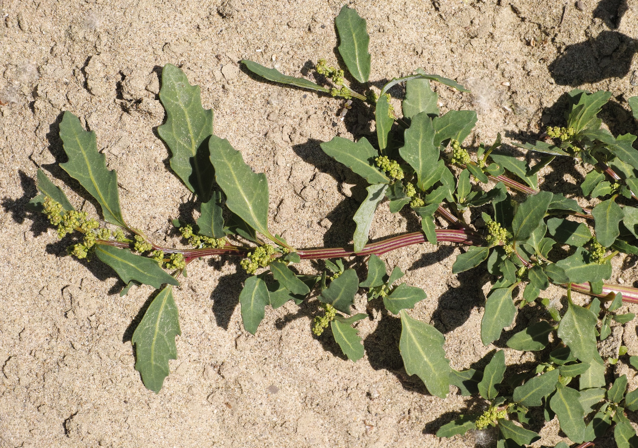 Chenopodium glaucum