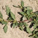 Oak-leaved Goosefoot - Photo (c) bendingtree, some rights reserved (CC BY-NC), uploaded by bendingtree
