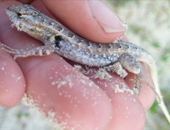 Sceloporus cozumelae