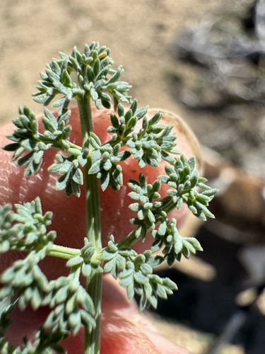 Image of Lomatium refugianum by no rights reserved