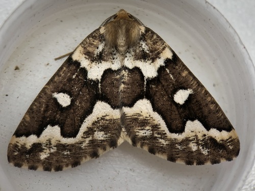 Gray Spruce Looper Moth