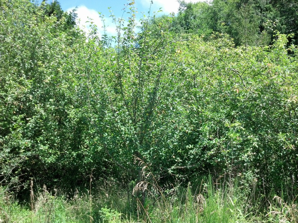 Pacific Crab Apple (Handbook for the Native Trees of Oregon) · iNaturalist