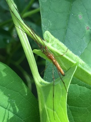 Tetragnatha versicolor