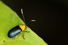 Monomacra sponsa