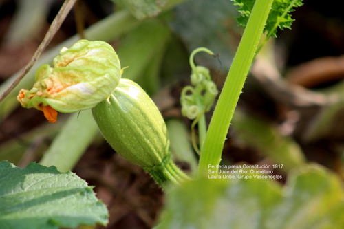 Cucurbita pepo