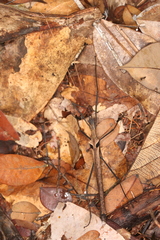 Pseudophasma phthisicum