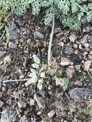 Lomatium foeniculaceum