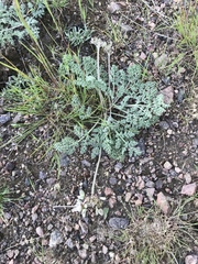 Lomatium foeniculaceum