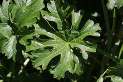 Sidalcea hendersonii