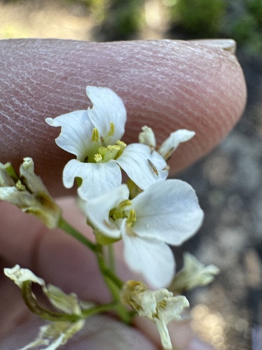 Image of Arabis furcata by no rights reserved