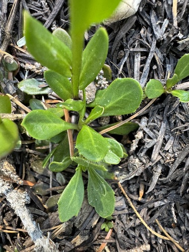Image of Arabis furcata by no rights reserved