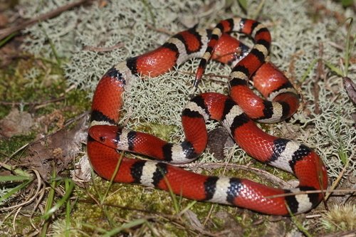 Scarlet Kingsnake photographed in Kentucky