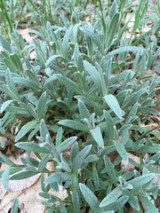 Cerastium tomentosum
