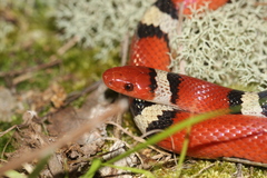Lampropeltis elapsoides