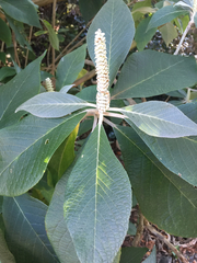 Leucosceptrum canum