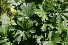 Sidalcea hendersonii