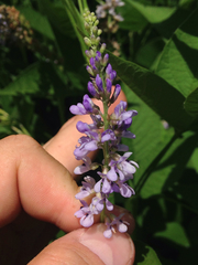 Orbexilum onobrychis