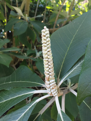 Leucosceptrum canum