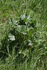 Sidalcea hendersonii