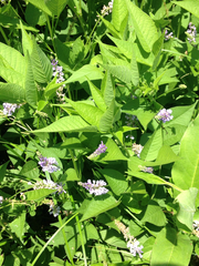 Orbexilum onobrychis