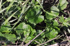 Sidalcea hendersonii