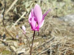 Cyclamen graecum