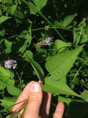 Orbexilum onobrychis