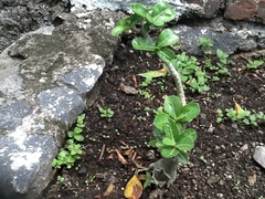 Apocynoideae