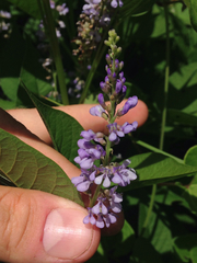 Orbexilum onobrychis