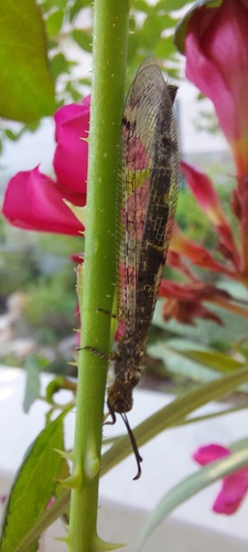 Four-spotted antlion, Варна, Болгария, photo 8 of 10